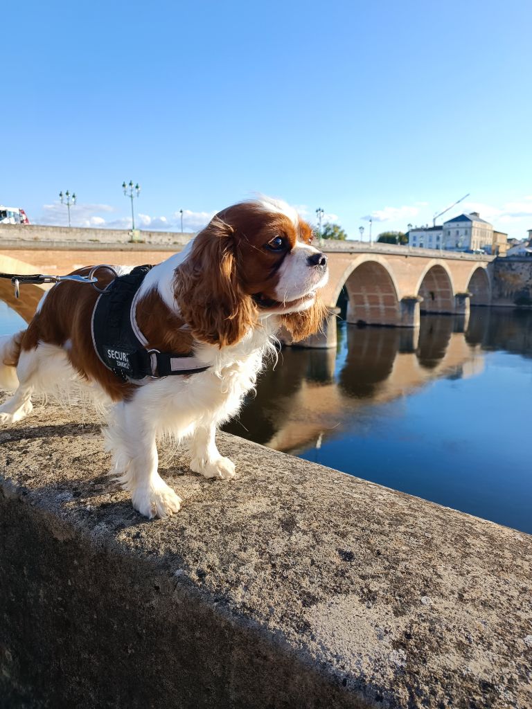 Les Cavalier King Charles Spaniel de l'affixe du Paradis Bleu Indigo