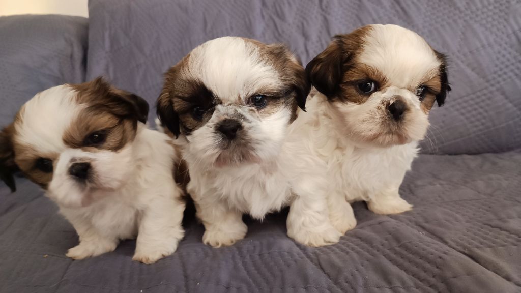 chiot Shih Tzu du Paradis Bleu Indigo