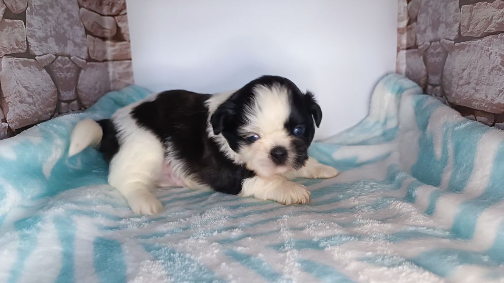 du Paradis Bleu Indigo - Chiots disponibles - Shih Tzu