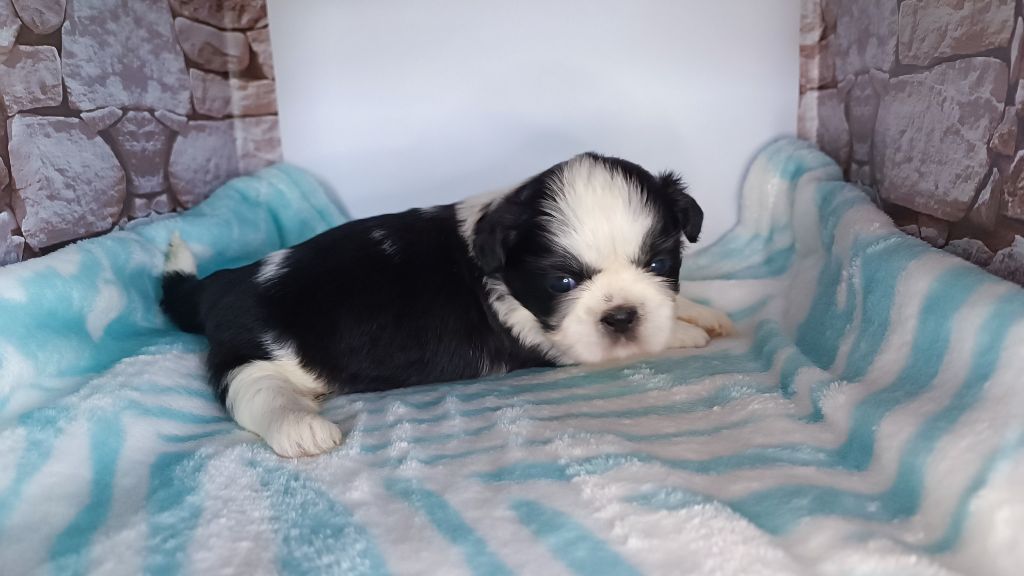 du Paradis Bleu Indigo - Chiots disponibles - Shih Tzu