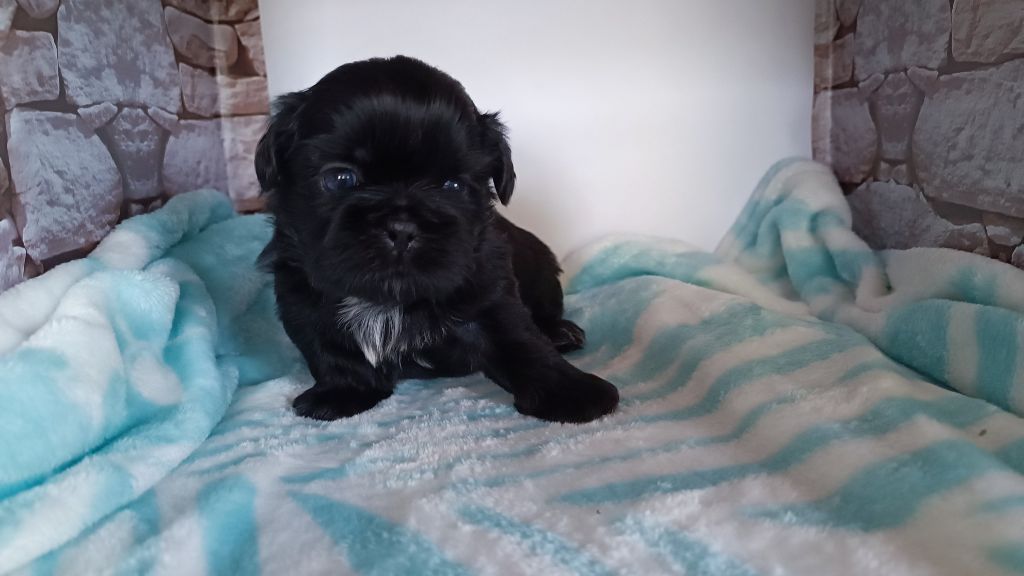 du Paradis Bleu Indigo - Chiots disponibles - Shih Tzu