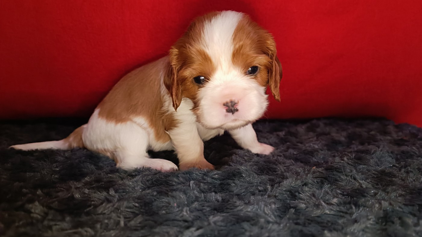 du Paradis Bleu Indigo - Chiots disponibles - Cavalier King Charles Spaniel