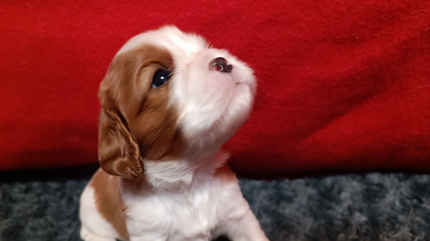 du Paradis Bleu Indigo - Chiots disponibles - Cavalier King Charles Spaniel
