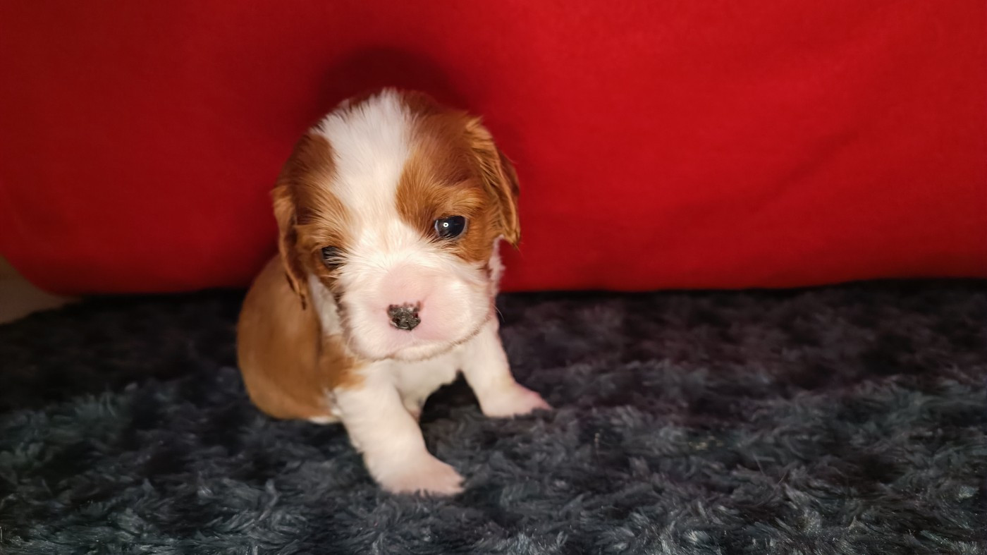 du Paradis Bleu Indigo - Chiots disponibles - Cavalier King Charles Spaniel