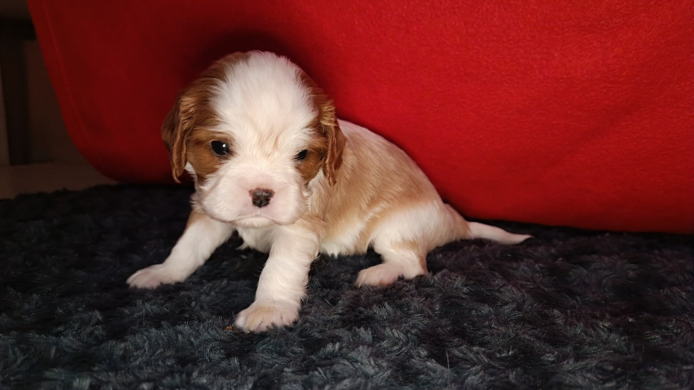 du Paradis Bleu Indigo - Chiots disponibles - Cavalier King Charles Spaniel