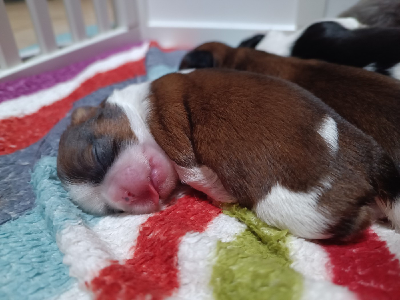 du Paradis Bleu Indigo - Chiots disponibles - Shih Tzu