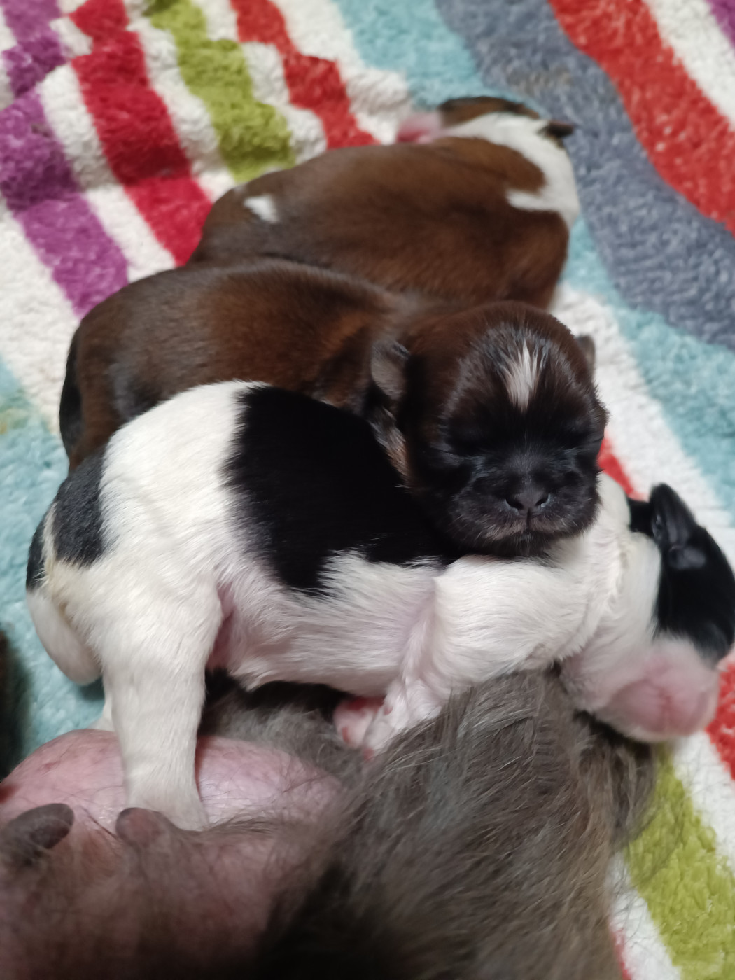 du Paradis Bleu Indigo - Chiots disponibles - Shih Tzu