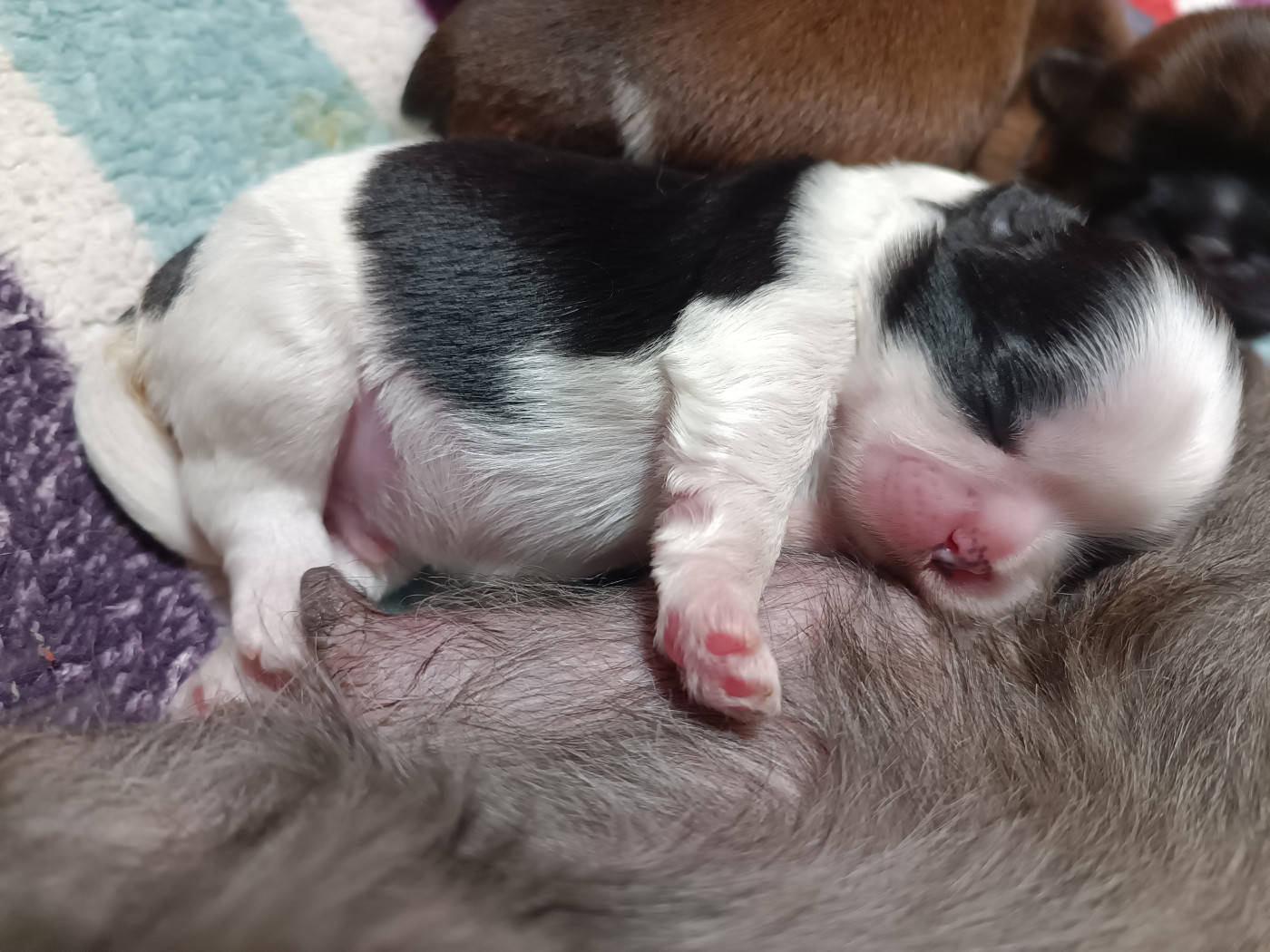 du Paradis Bleu Indigo - Chiots disponibles - Shih Tzu