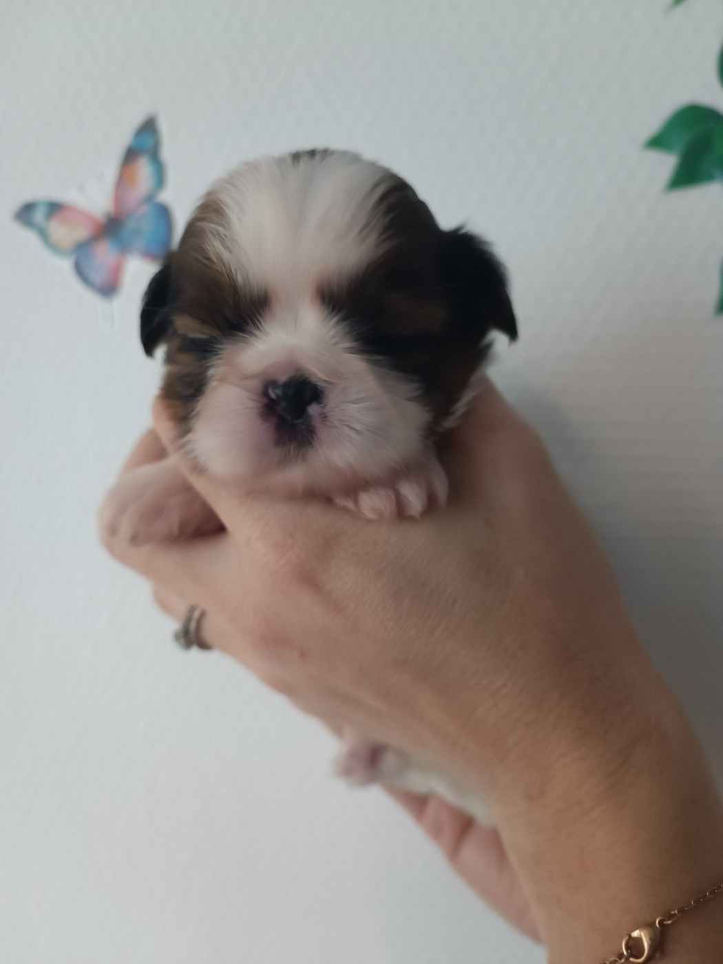 du Paradis Bleu Indigo - Chiots disponibles - Shih Tzu