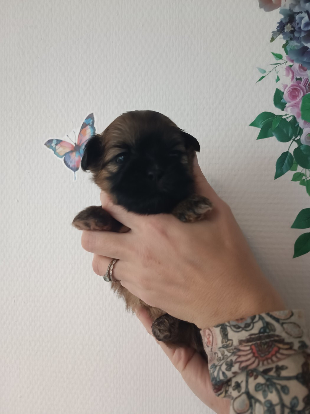 du Paradis Bleu Indigo - Chiots disponibles - Shih Tzu