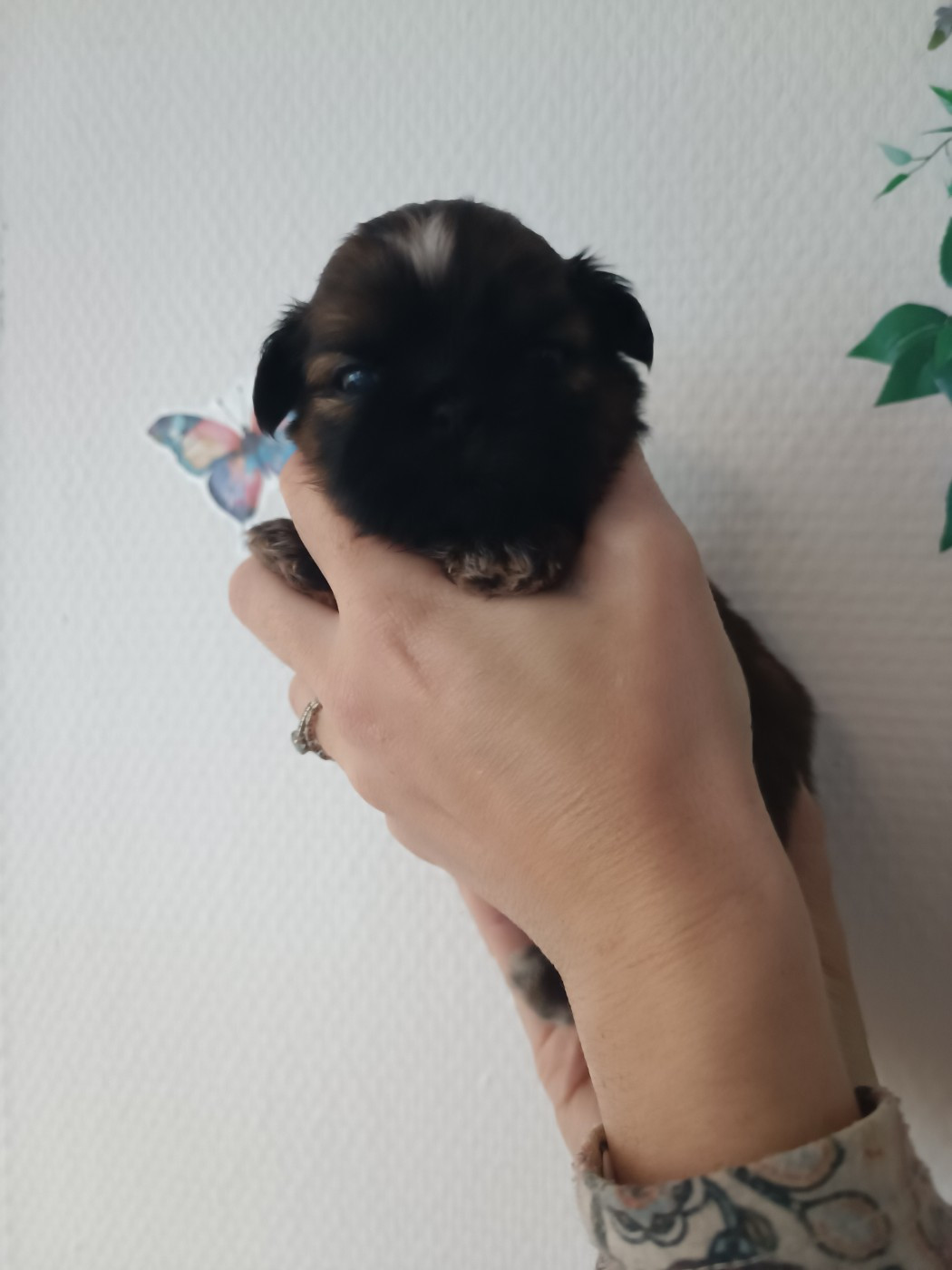 du Paradis Bleu Indigo - Chiots disponibles - Shih Tzu
