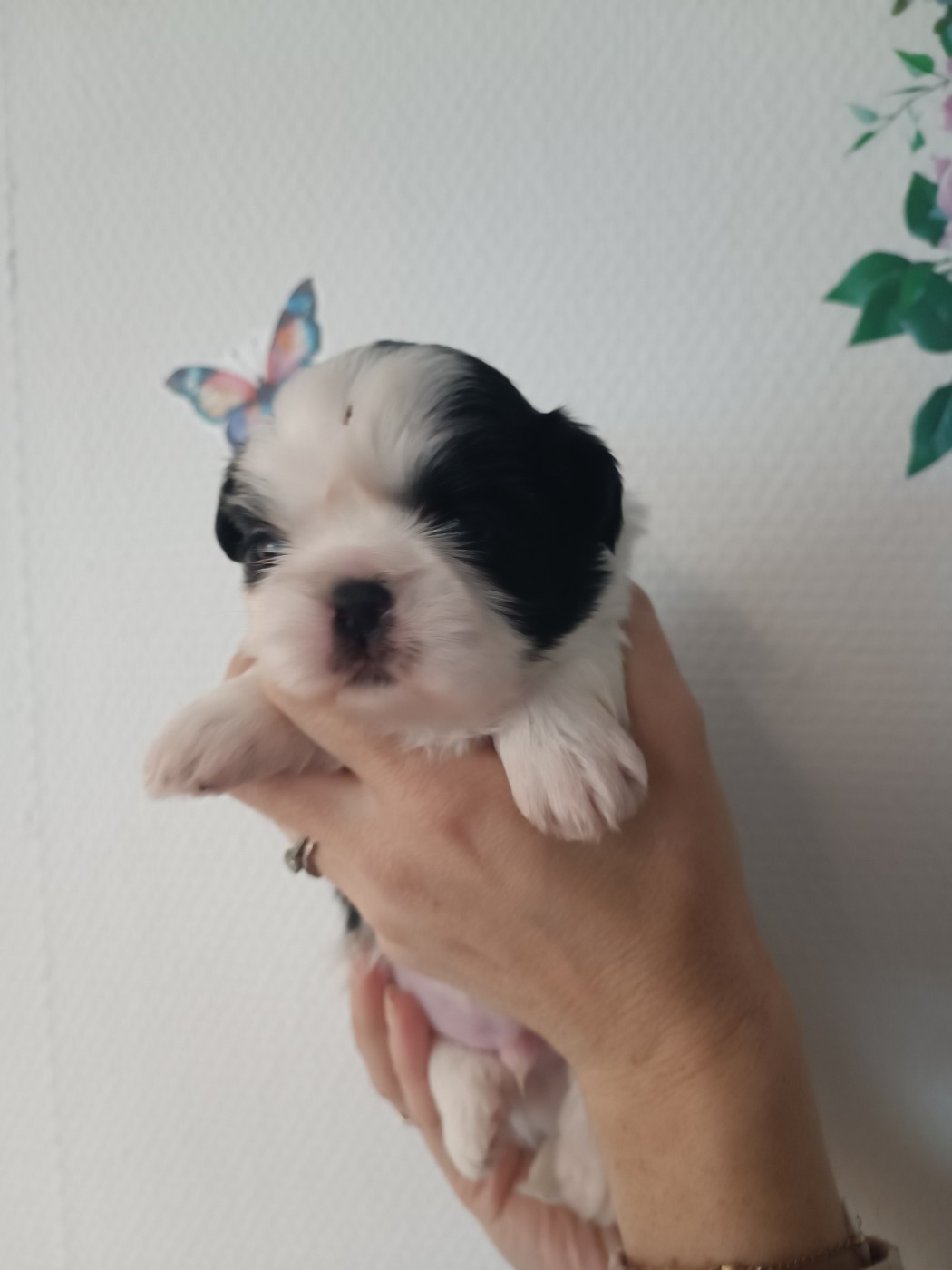 du Paradis Bleu Indigo - Chiots disponibles - Shih Tzu