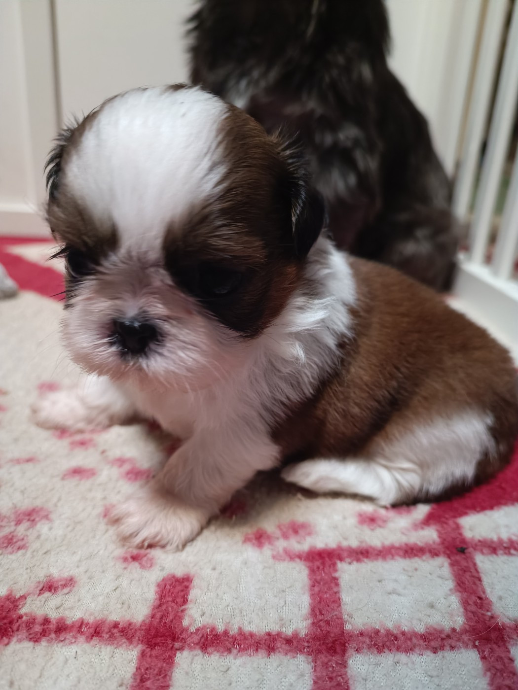 du Paradis Bleu Indigo - Chiots disponibles - Shih Tzu