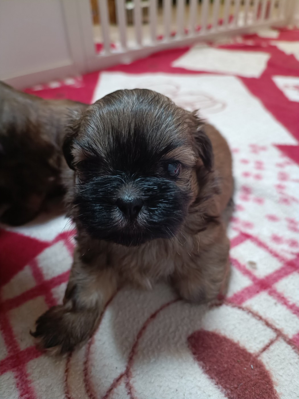 du Paradis Bleu Indigo - Chiots disponibles - Shih Tzu