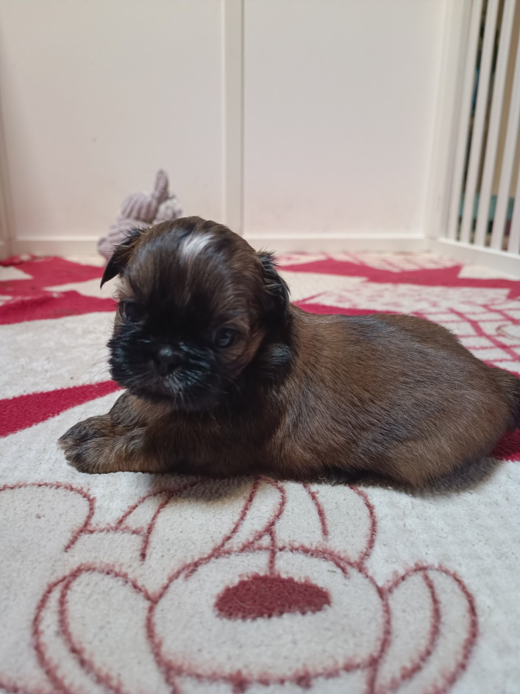 du Paradis Bleu Indigo - Chiots disponibles - Shih Tzu