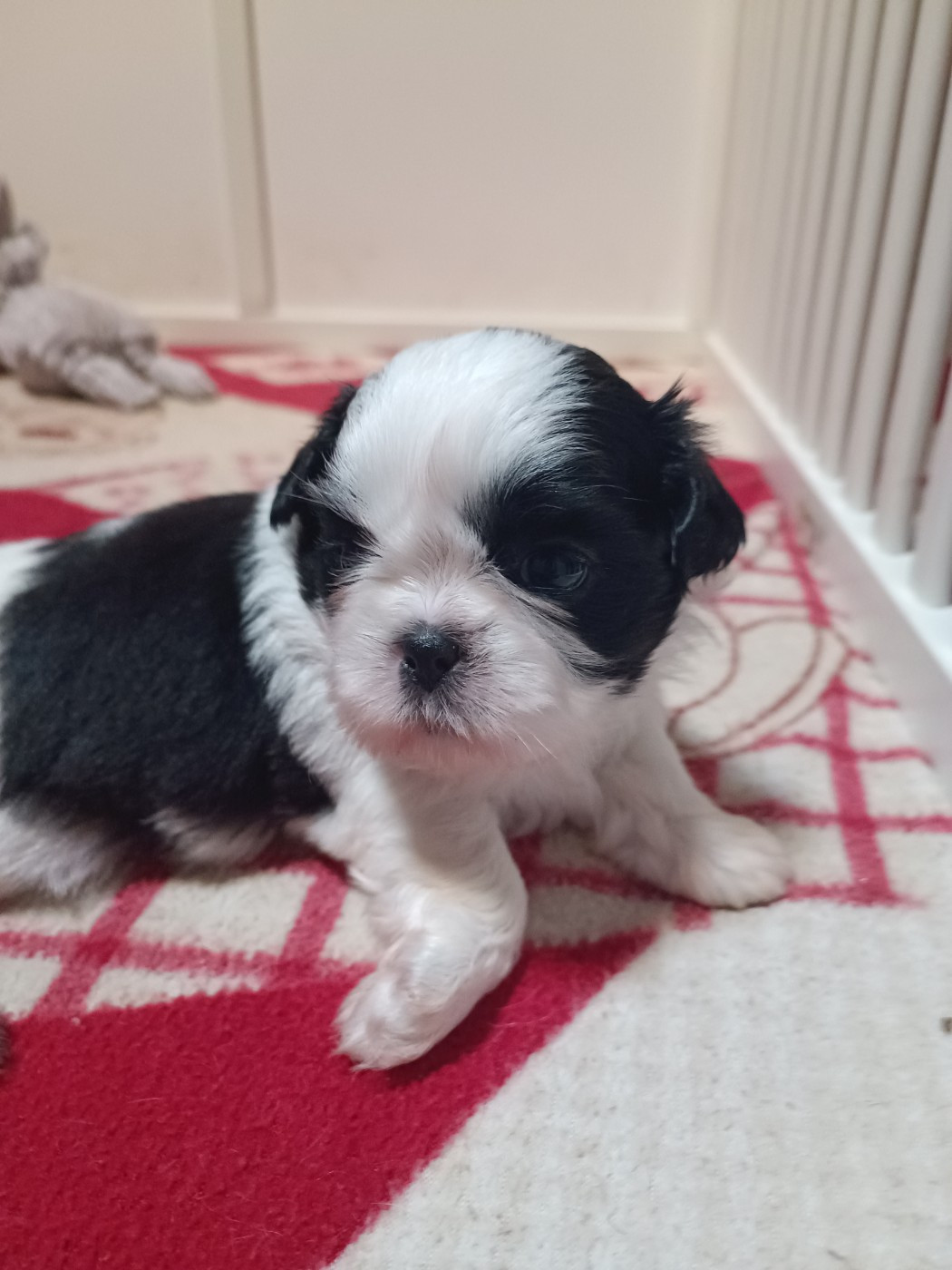 du Paradis Bleu Indigo - Chiots disponibles - Shih Tzu