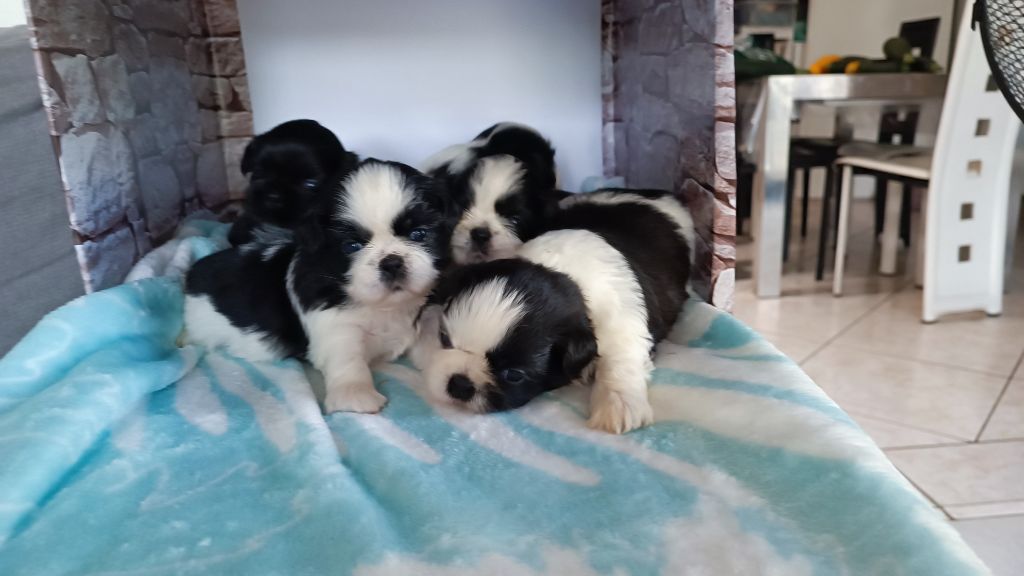 Chiot Shih Tzu du Paradis Bleu Indigo