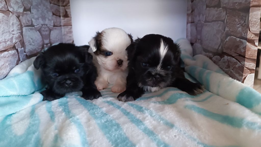 Chiot Shih Tzu du Paradis Bleu Indigo