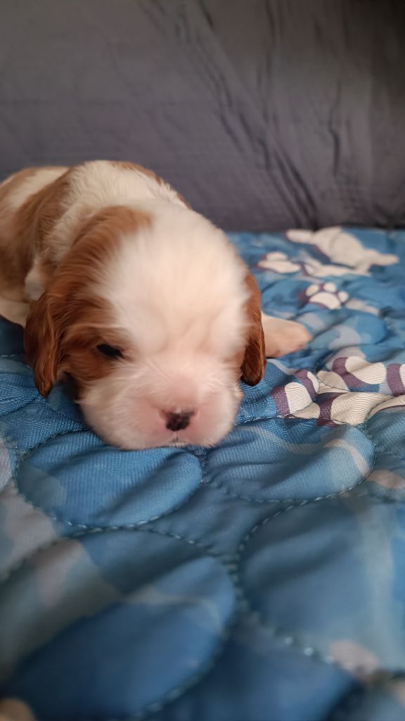 du Paradis Bleu Indigo - Chiots disponibles - Cavalier King Charles Spaniel
