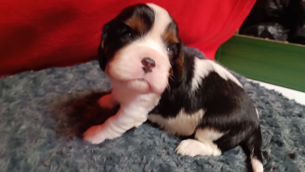 du Paradis Bleu Indigo - Chiots disponibles - Cavalier King Charles Spaniel