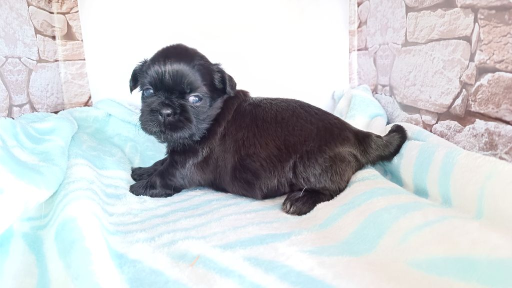 du Paradis Bleu Indigo - Chiots disponibles - Shih Tzu