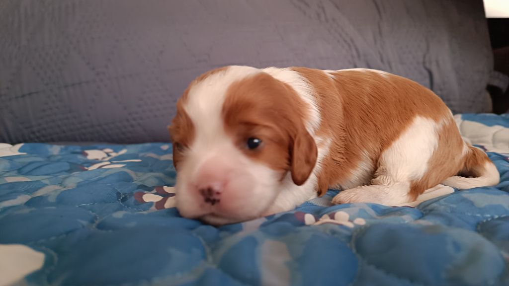 du Paradis Bleu Indigo - Chiots disponibles - Cavalier King Charles Spaniel