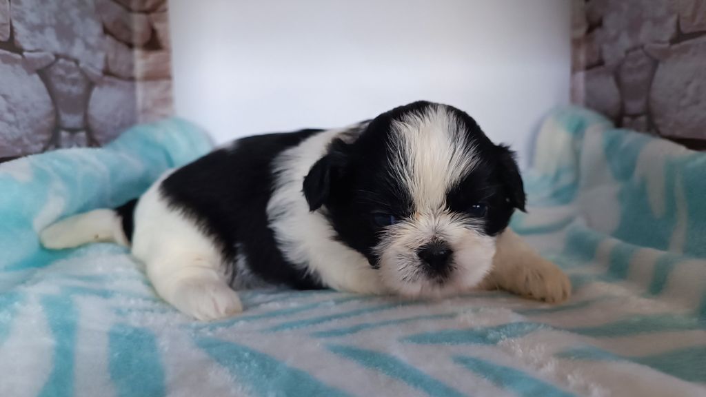 du Paradis Bleu Indigo - Chiots disponibles - Shih Tzu