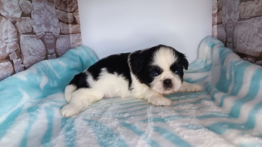 du Paradis Bleu Indigo - Chiots disponibles - Shih Tzu