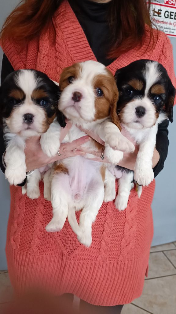 du Paradis Bleu Indigo - Cavalier King Charles Spaniel - Portée née le 26/10/2024