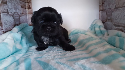 CHIOT 2