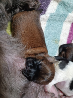 CHIOT 2