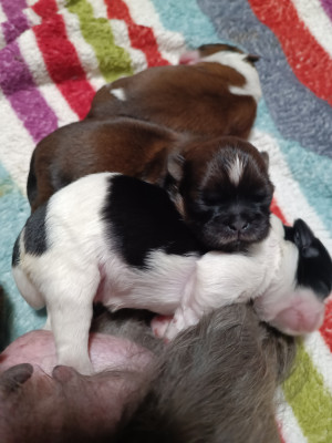 CHIOT 3