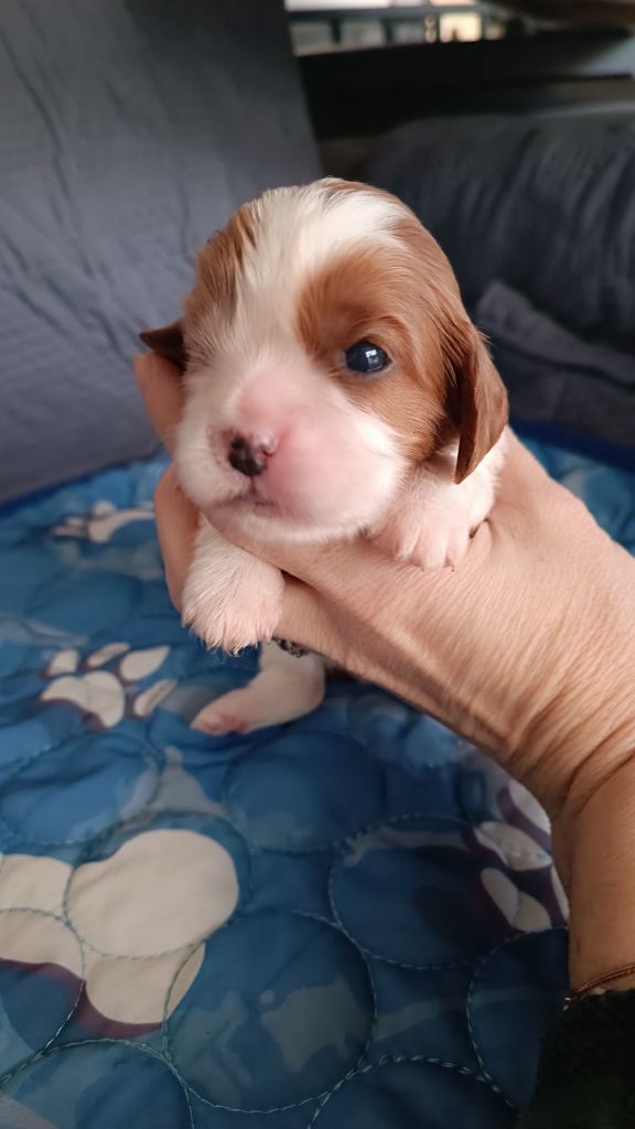 du Paradis Bleu Indigo - Chiots disponibles - Cavalier King Charles Spaniel