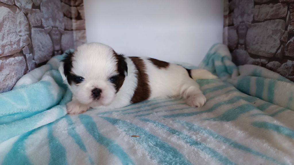 du Paradis Bleu Indigo - Chiots disponibles - Shih Tzu