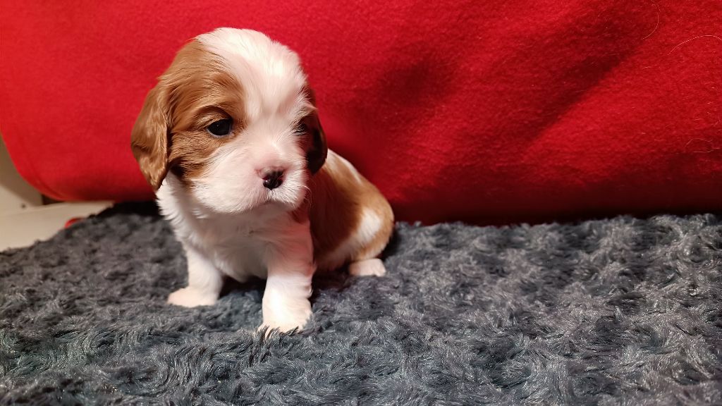 du Paradis Bleu Indigo - Chiots disponibles - Cavalier King Charles Spaniel