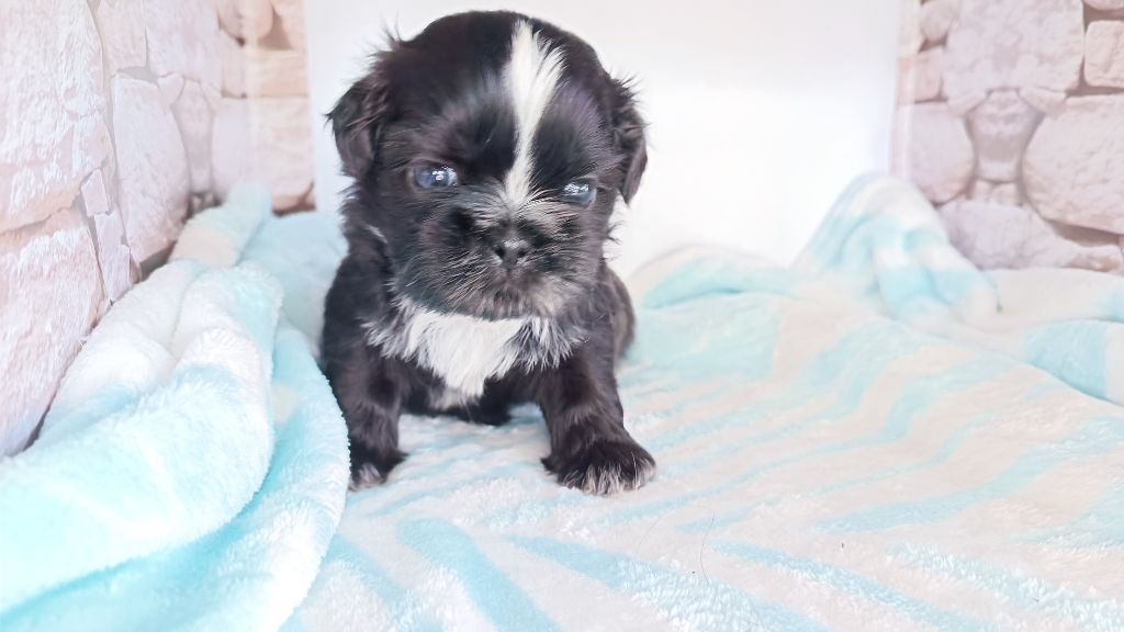 du Paradis Bleu Indigo - Chiots disponibles - Shih Tzu